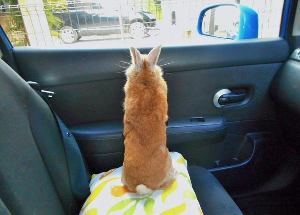 うさぎ