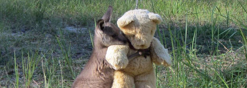 テディベアで釣られる赤ちゃんカンガルー