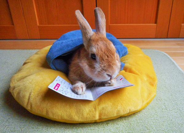 今日は雨なので本など読んでみた　うさぎ
