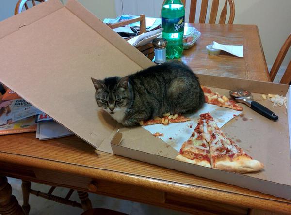 クーラーの温度を下げすぎて、猫が