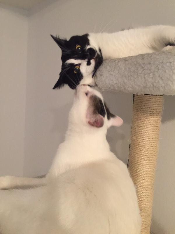 ネコにキス