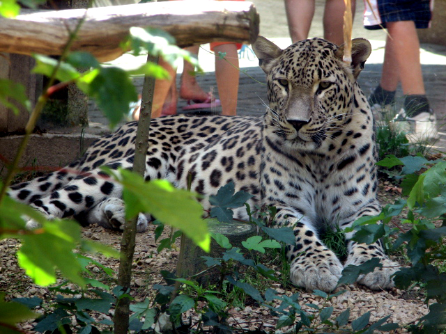 ペルシャヒョウ