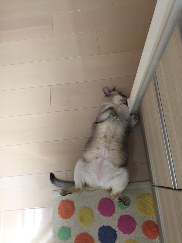 猫