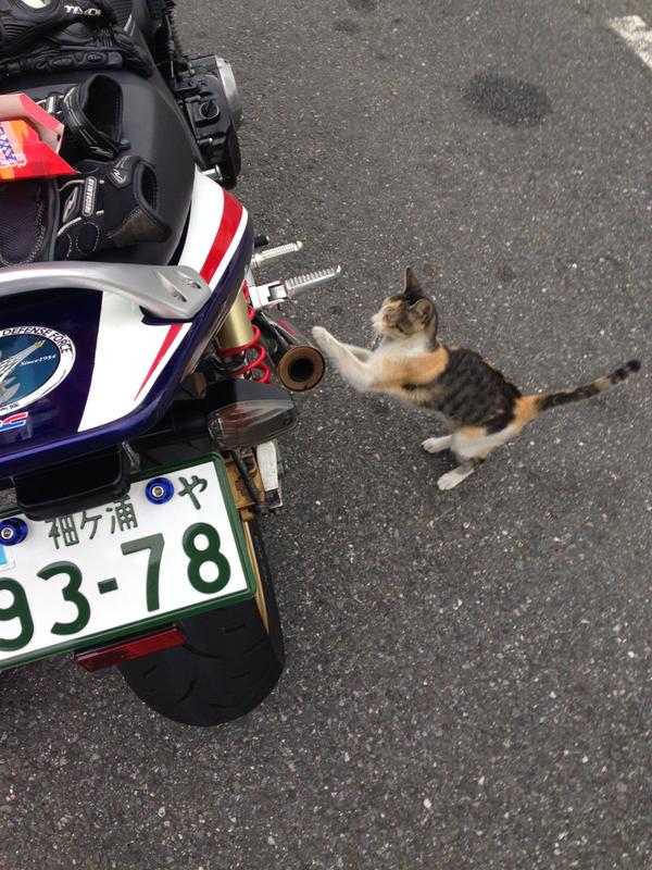 猫 タイヤとマフラーで爪研ぎ