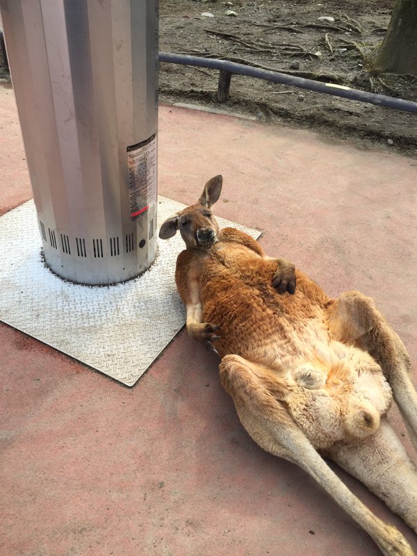 カンガルー