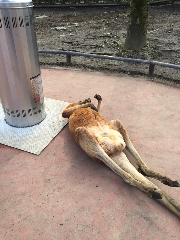 カンガルー