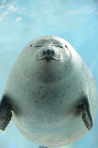 アザラシ