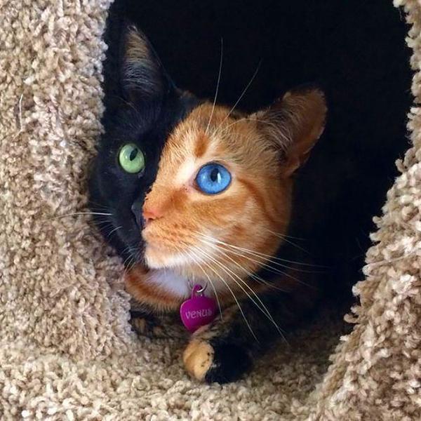左右の目の色と毛の色が全く違う 三毛猫