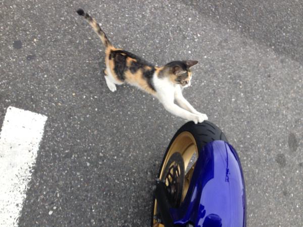 猫　タイヤとマフラーで爪研ぎ