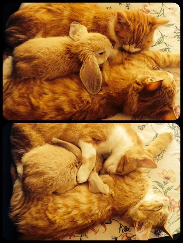 仲良しの猫とウサギ