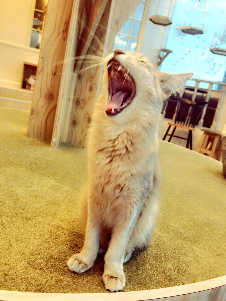 橘花凛