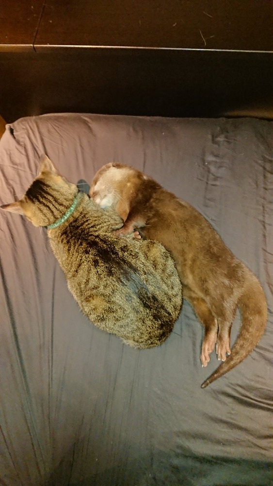 カワウソのちぃたん