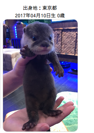 カワウソのちぃたん
