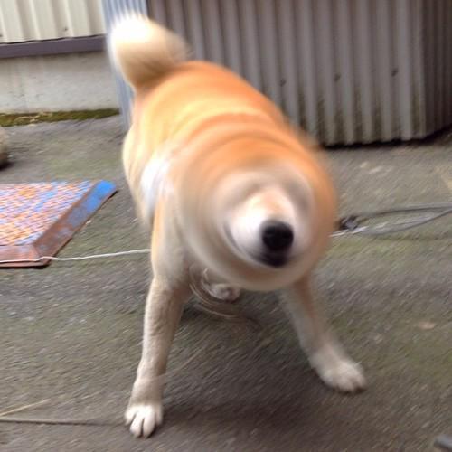 犬 ドリル