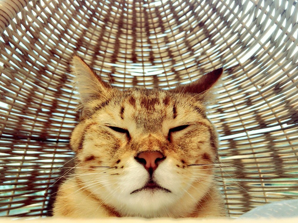 橘花凛