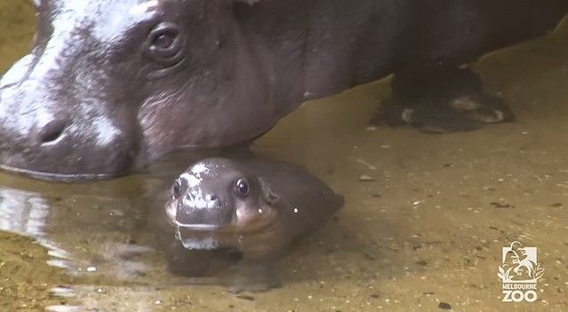 動物園の小さなカバの赤ちゃん