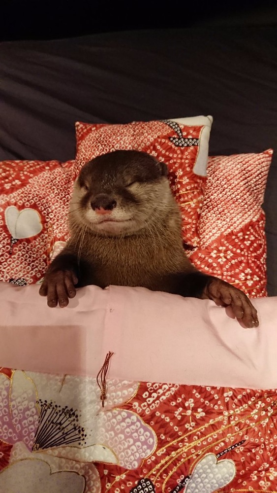 カワウソのちぃたん