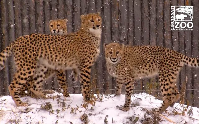 チーター