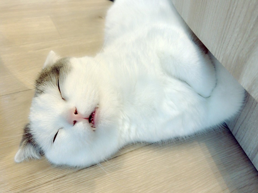 橘花凛