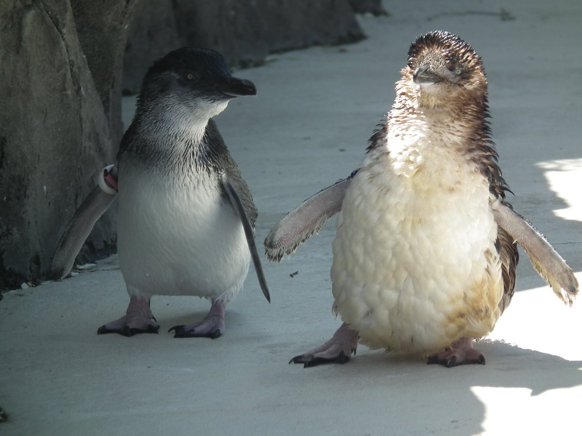 ペンギン