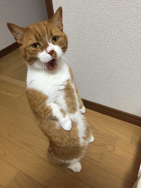 背中ピーン  猫