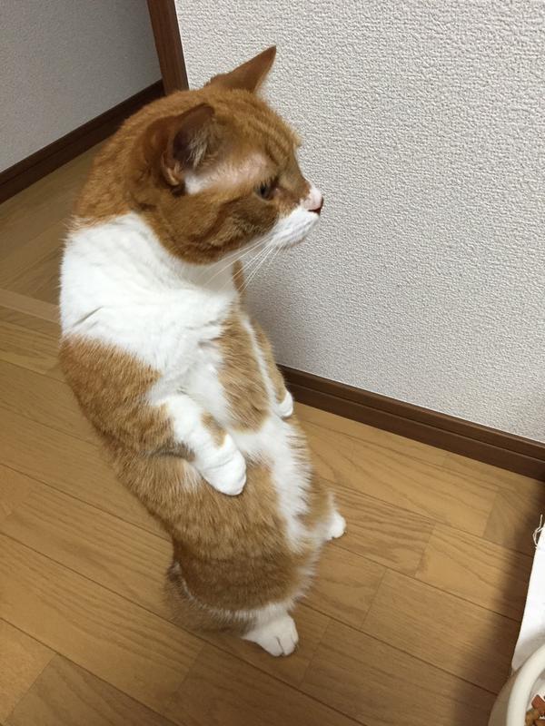 背中ピーン  猫
