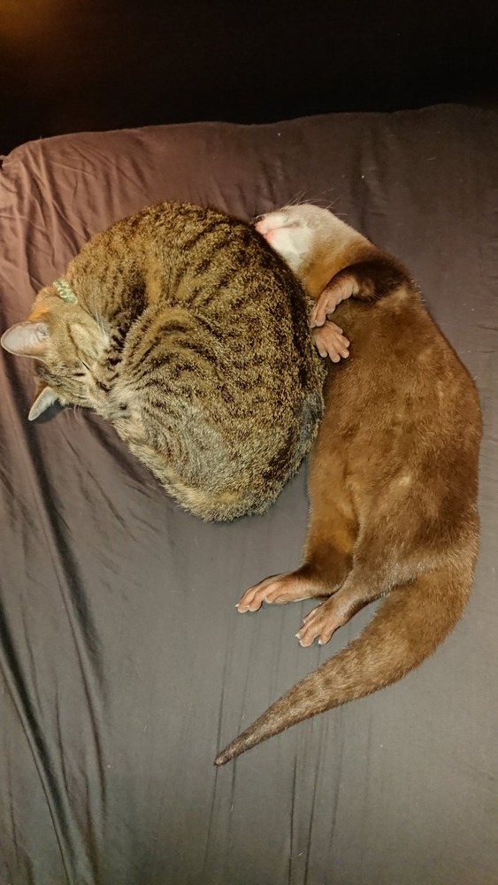 カワウソのちぃたん
