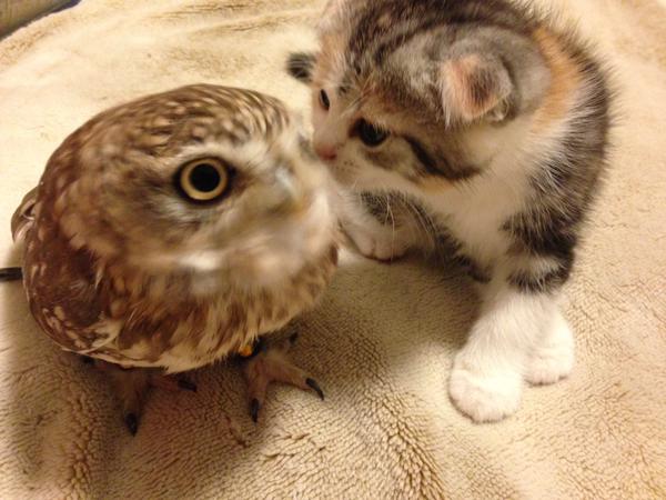フクロウ　猫