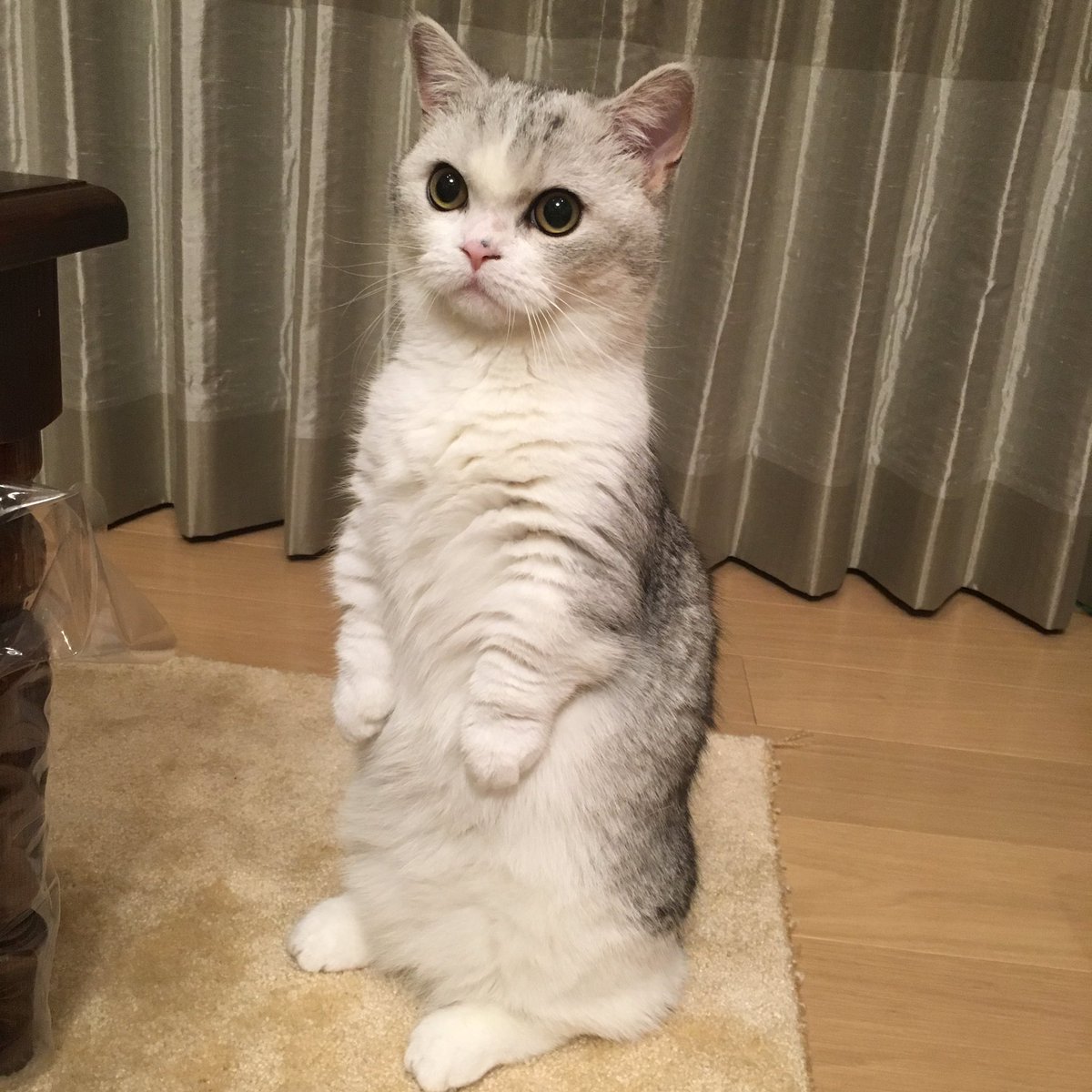 指原莉乃