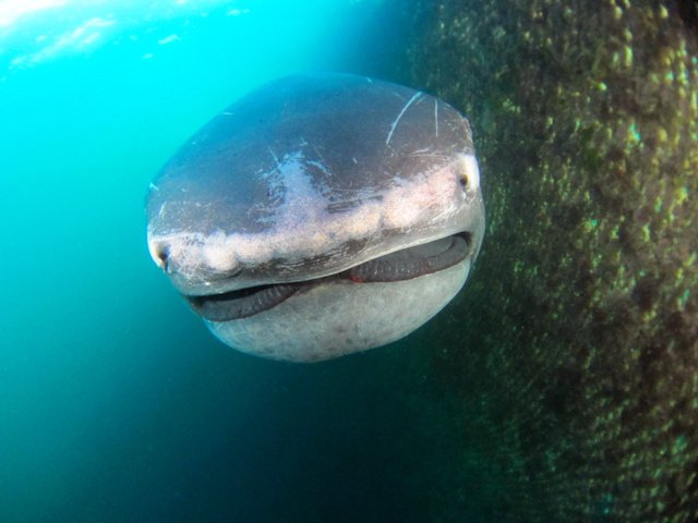 メガマウスザメ