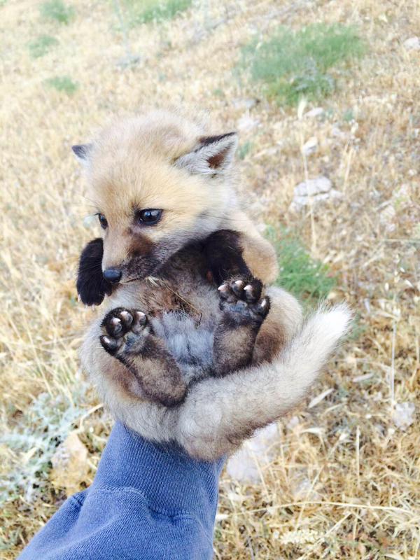 キツネ赤ちゃん