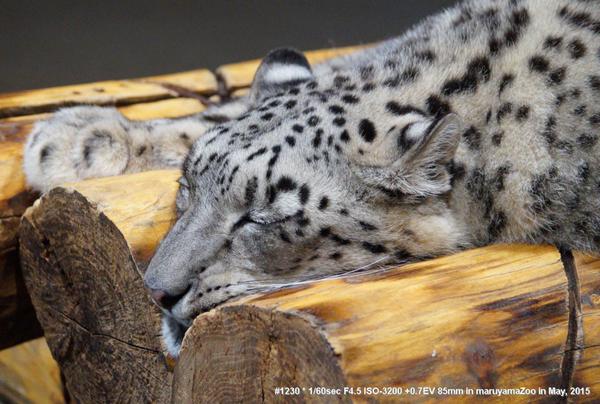 ユキヒョウ