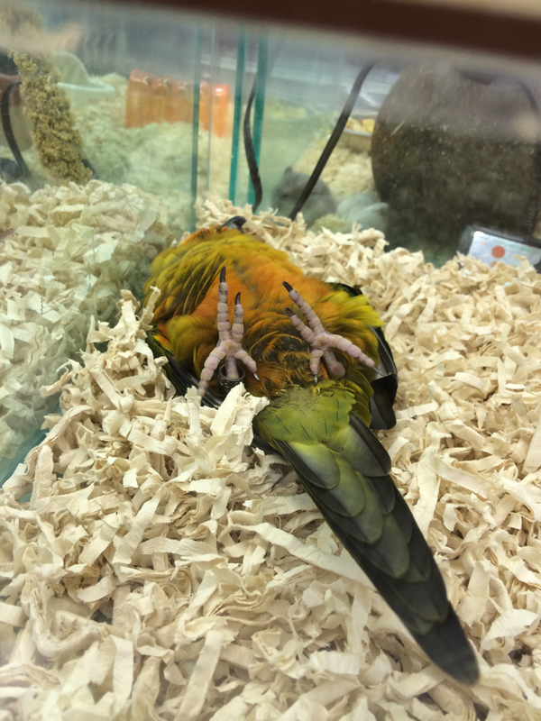 ペットショップの鳥の寝相