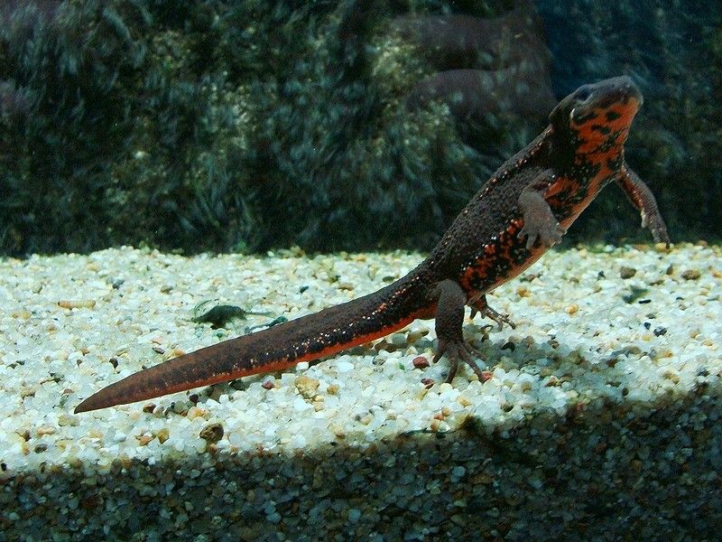 アカハライモリ