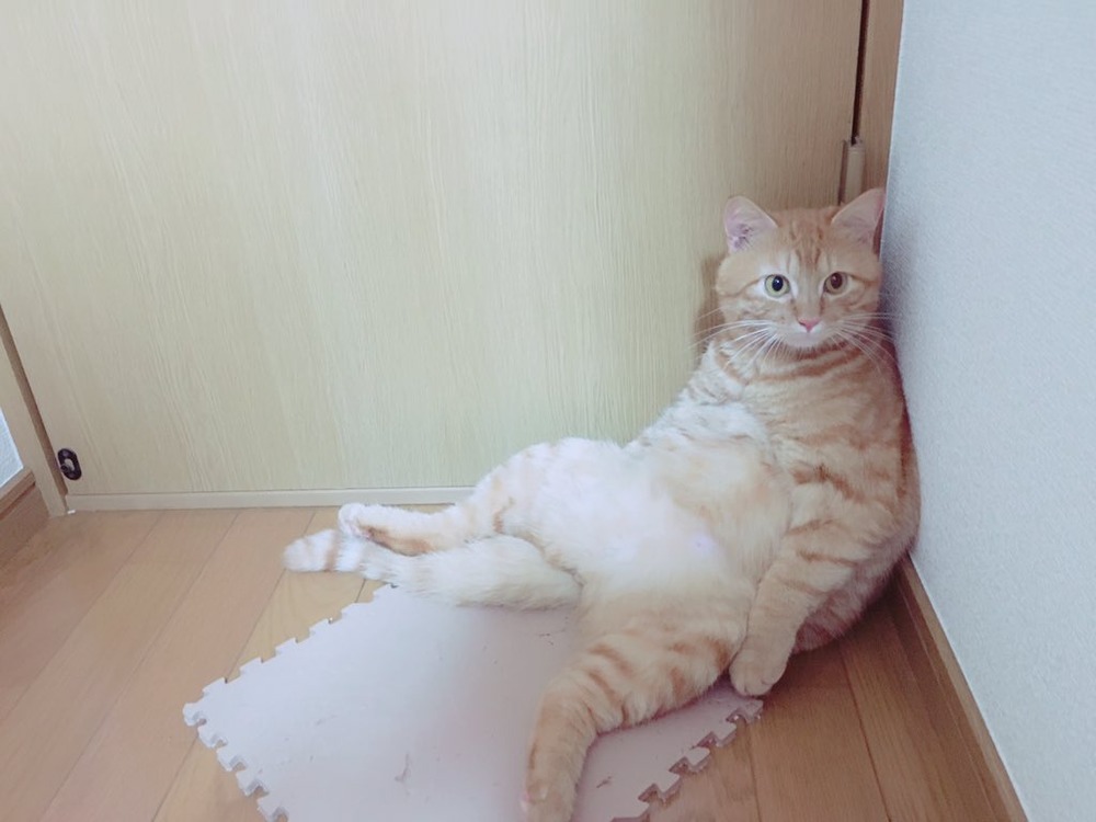 水月桃子