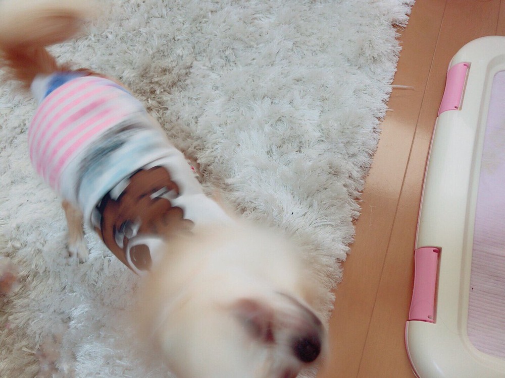 橘花凛