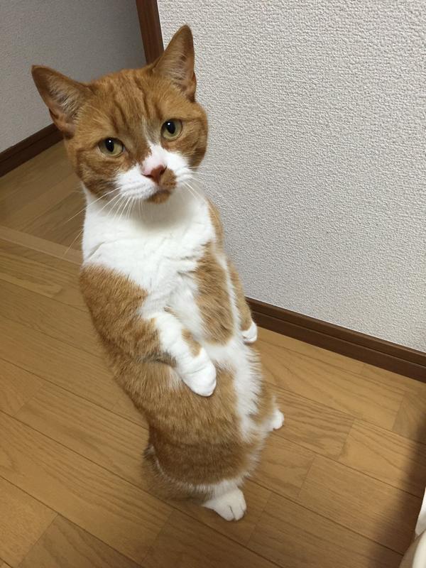 背中ピーン  猫