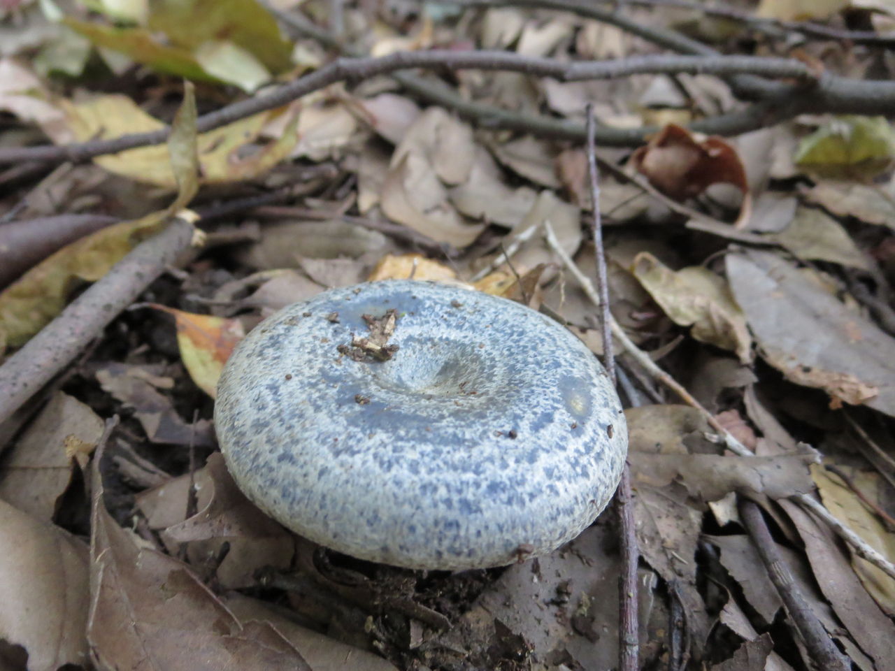 瑠璃初茸 きのこのこ生活 瑠璃初茸 きのこのこ生活