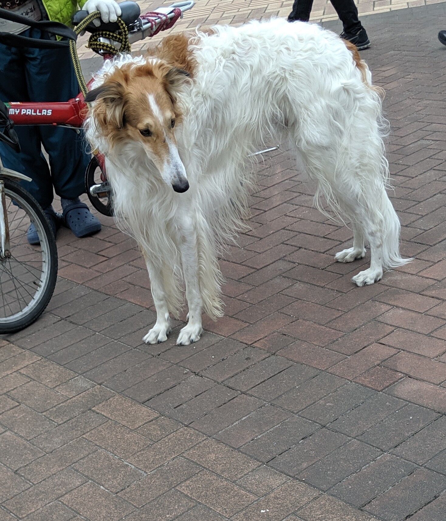 子犬 ボルゾイ