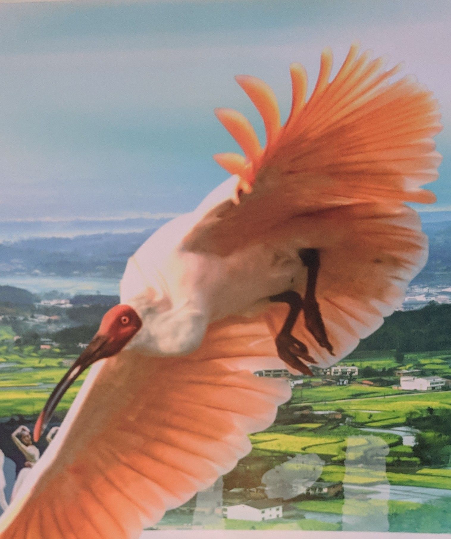 朱鷺展のポスター見て羽ばたく大空へ 田口骨鶏の フォト俳句帳