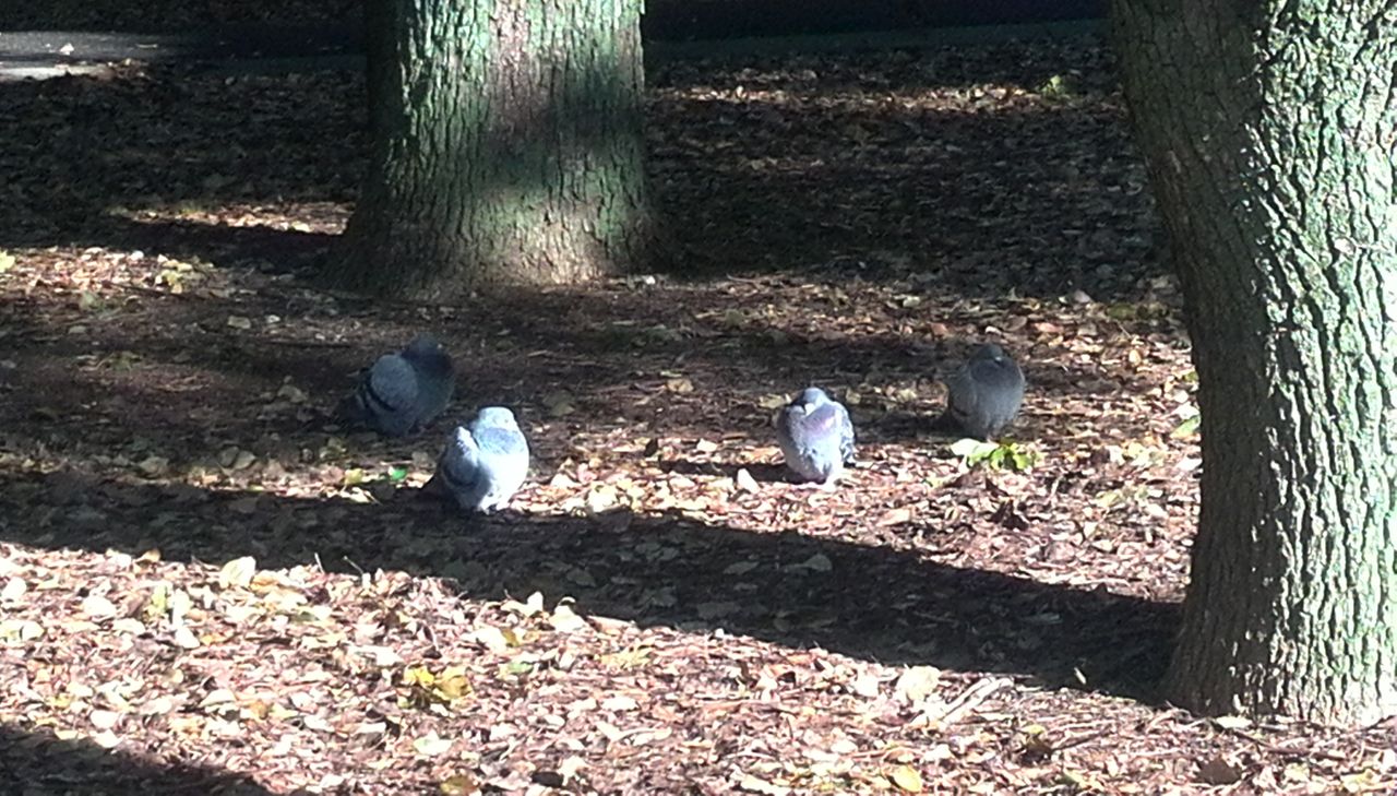 今日は灰の水曜日 2月18日 キリスト教よもやま話 作 P Ludovico 洗礼名