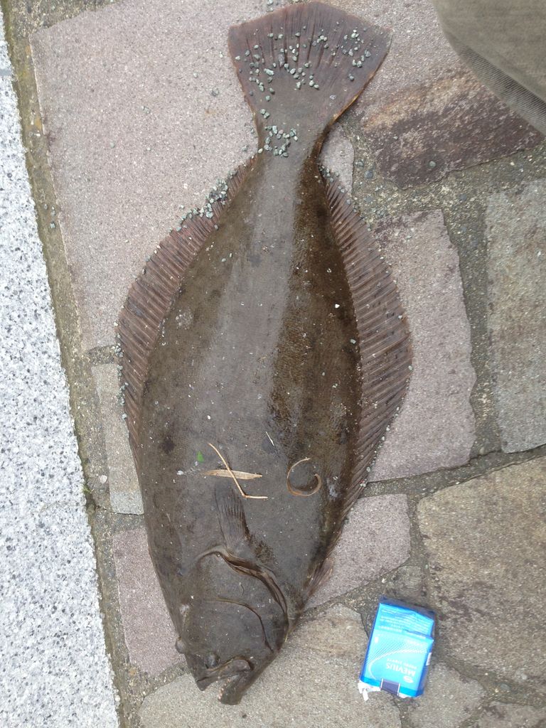 下田でモンスターヒラメに出会う たくの房総釣り日記