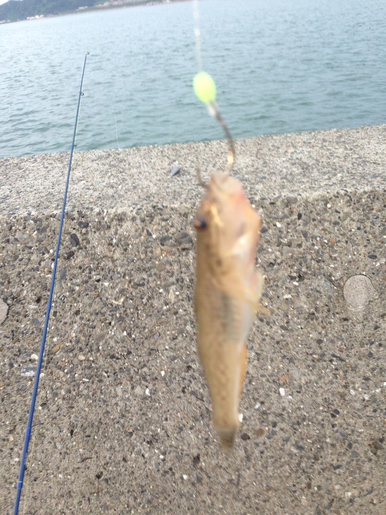 たくの房総釣り日記 たくの房総釣り日記