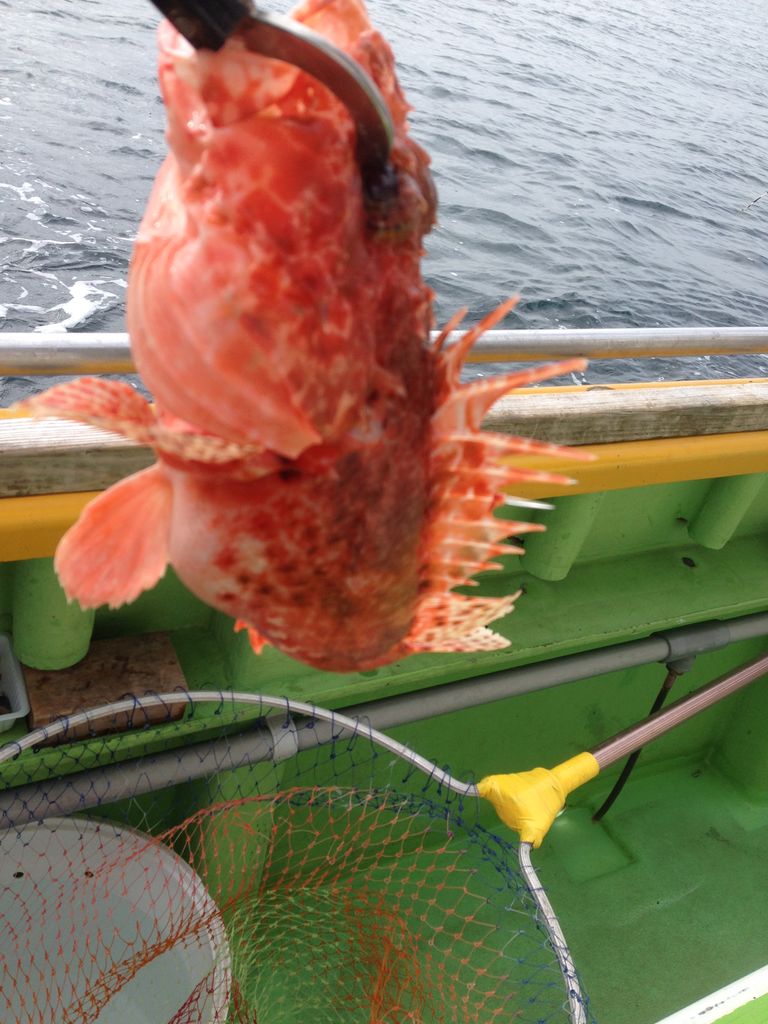 城ヶ島沖でオニカサゴ たくの房総釣り日記