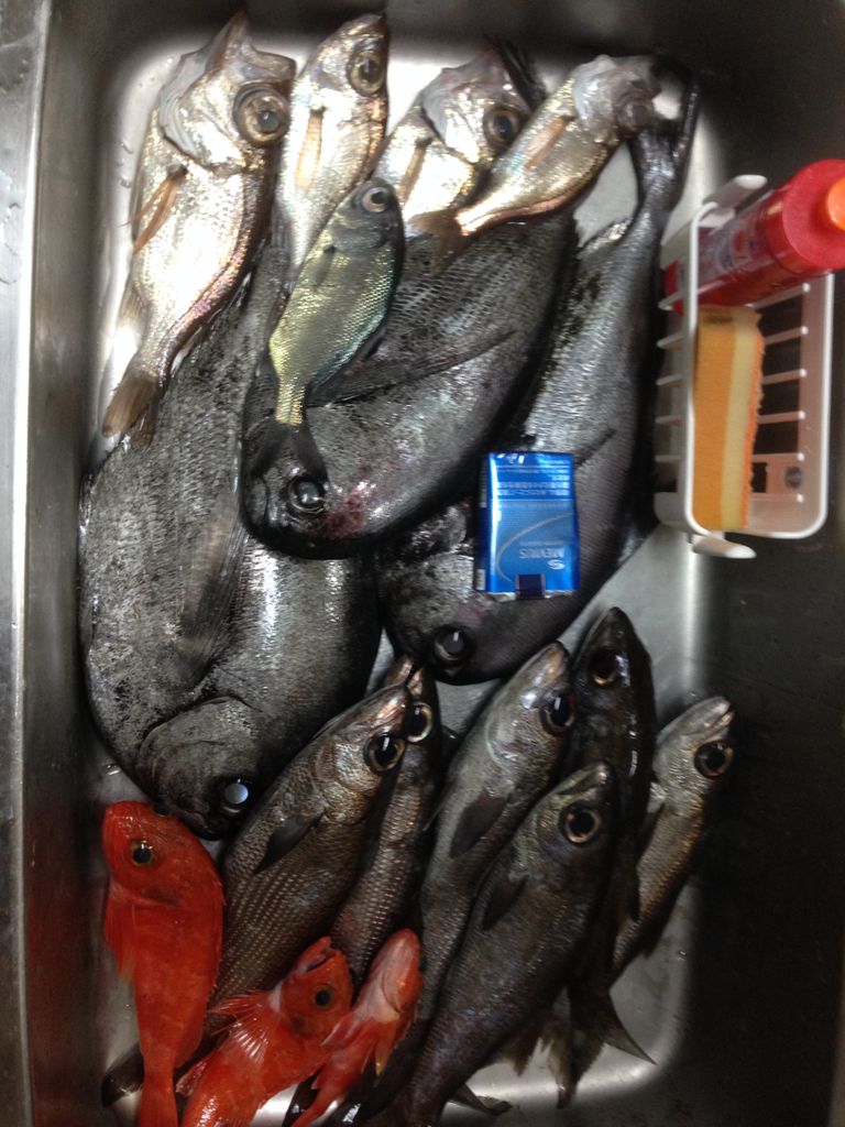 深海は黒ムツパラダイスだった たくの房総釣り日記