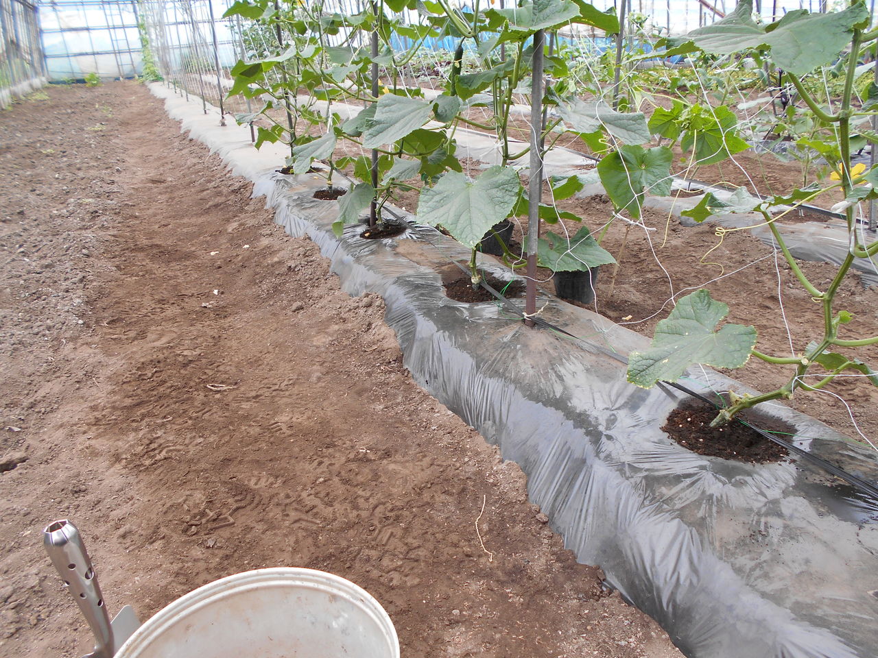 キュウリ追肥 ミニトマト脇芽挿し木 農作業記録 キュウリ追肥 ミニトマト脇芽挿し木 農作業記録