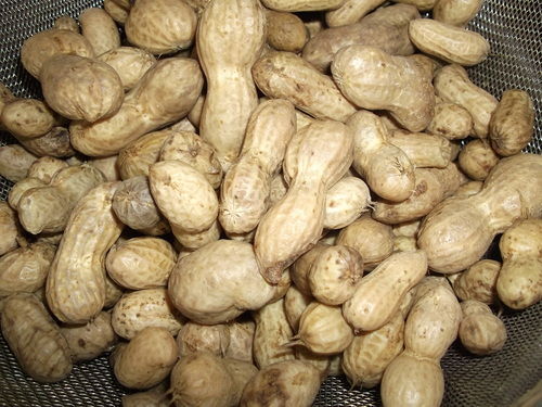 農業 不作の落花生 市場価格が昨年の倍にも ゼロワンスタイル 株2chまとめ