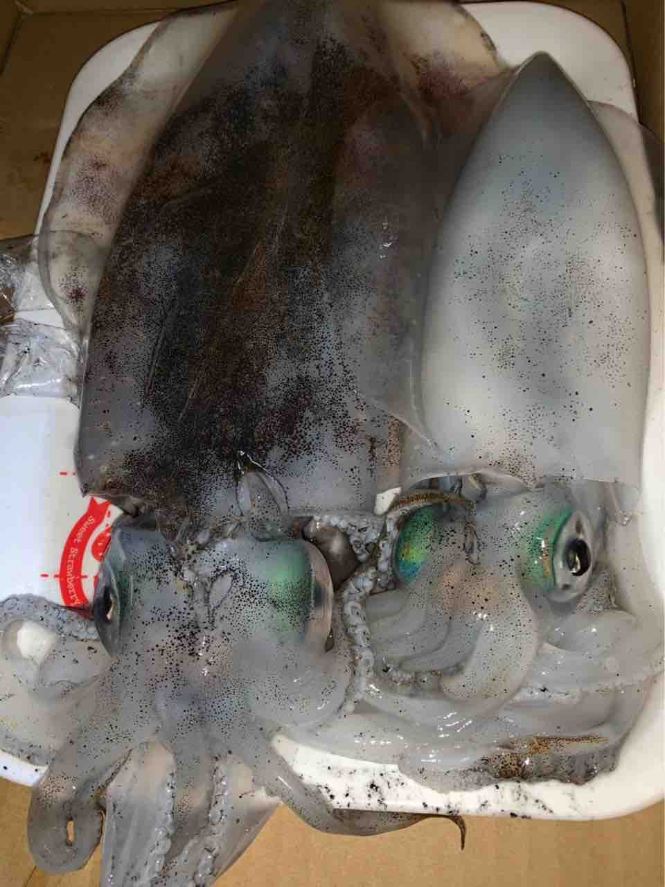 11月29日 アオリイカ オフショア 明石 明石 船釣り日記