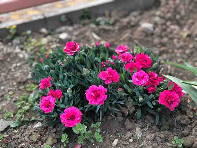 春のお庭 夢奏 むそう 日々つれづれ