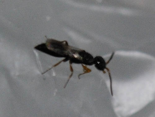 ありがたくないヤツら 昭和雑技団 Back To The Children